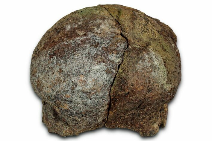 Sub-Adult Dinosaur (Triceratops) Occipital Condyle - Montana #351950